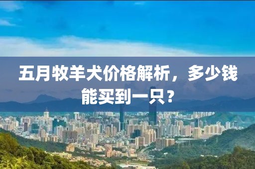 五月牧羊犬價格解析,多少錢能買到一只?