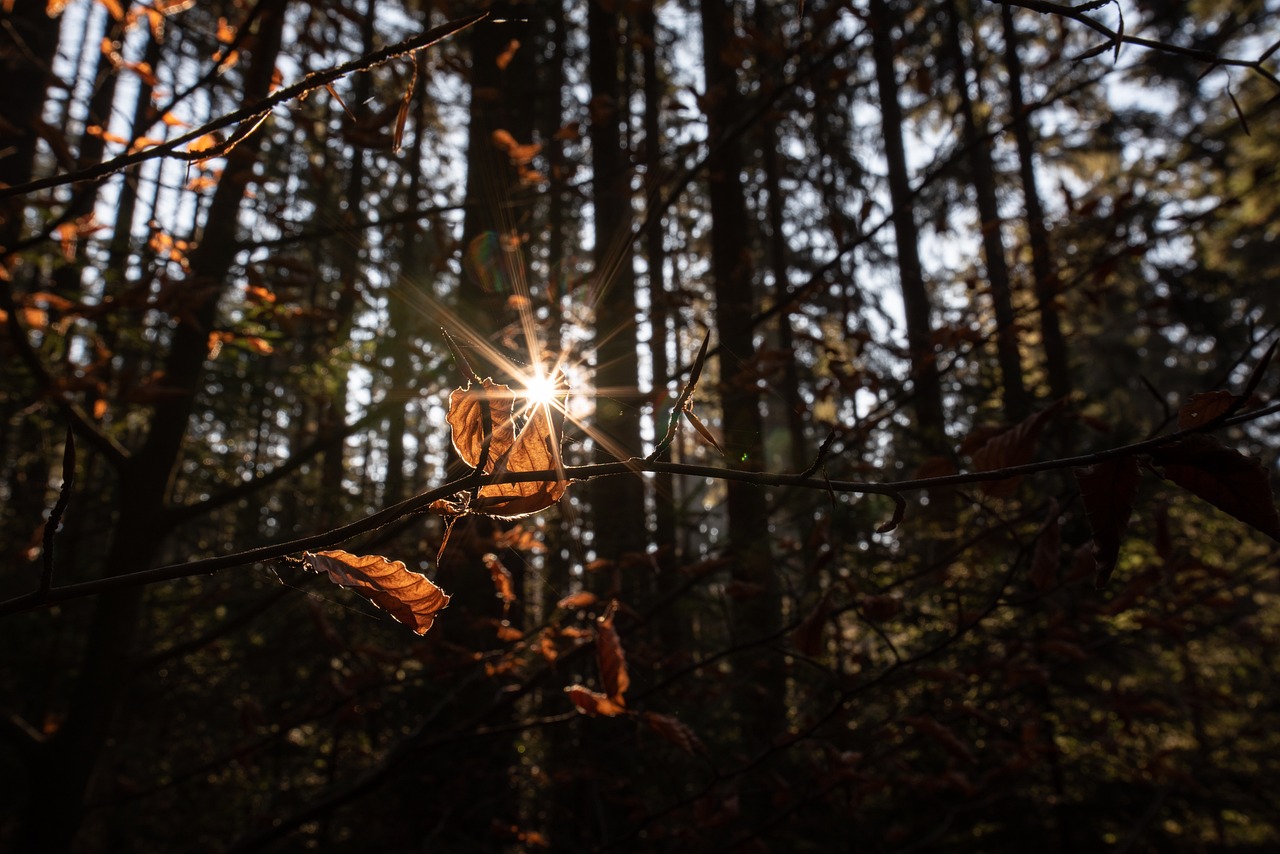 農業科技的未來之光,最新A種子亮相,引領種植革命