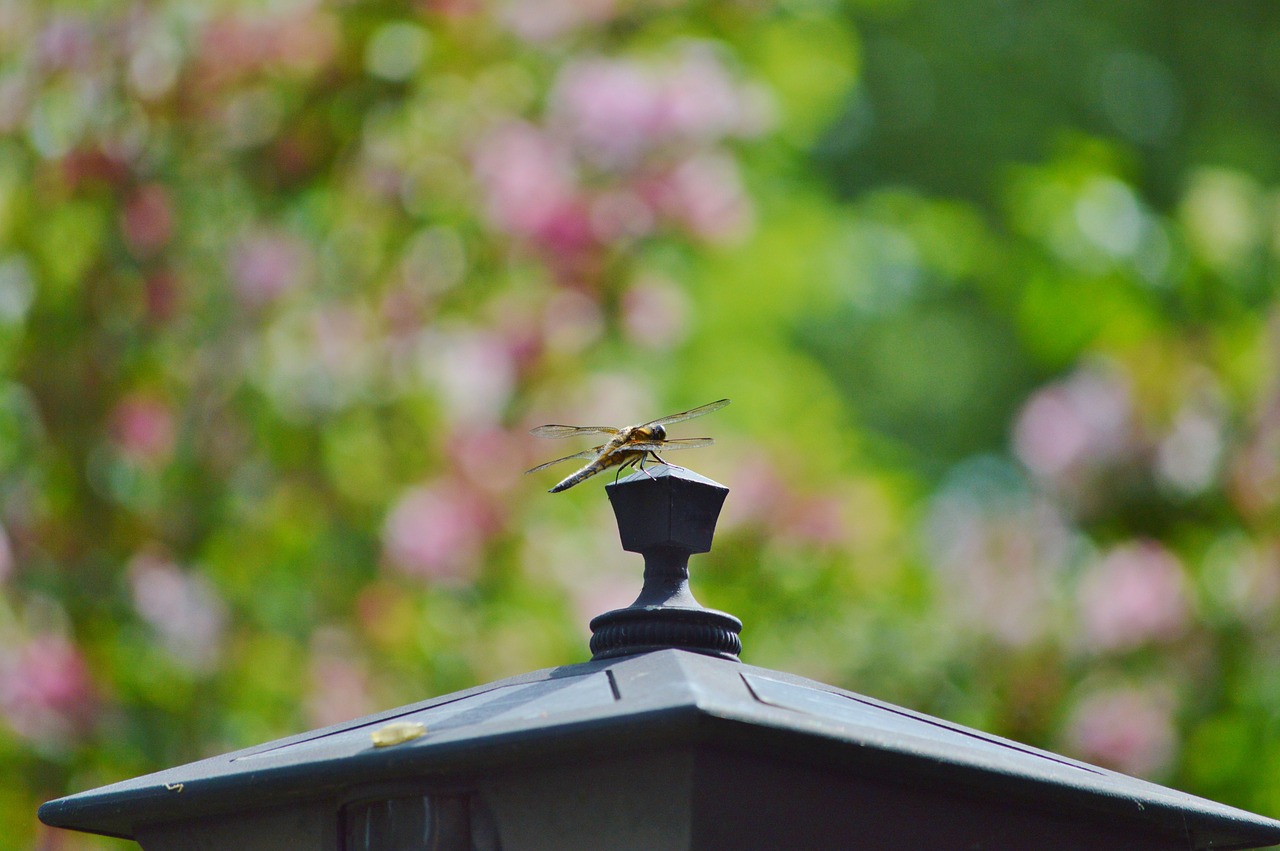 金彈頭最新動態,探索前沿科技與無限潛能