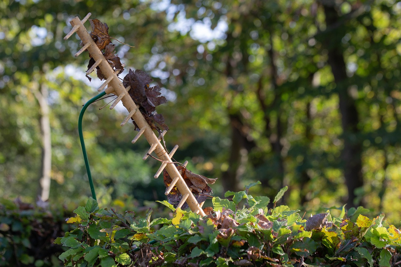 賽秋最新動態(tài)，展現(xiàn)時代潮流與獨特魅力