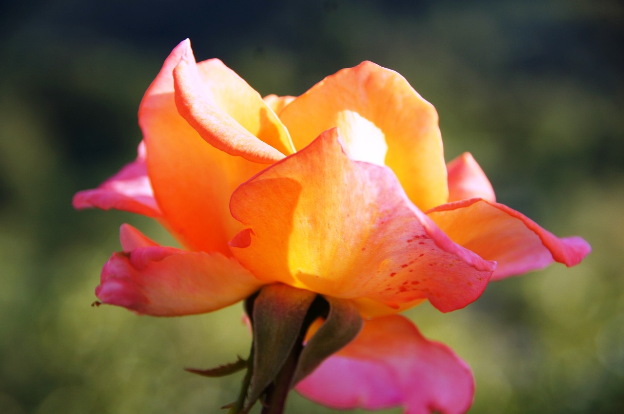 最新黃玫瑰，綻放的魅力與深邃的象征解讀