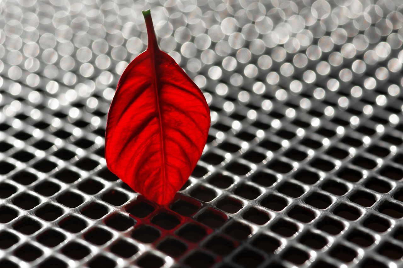 葉子鵬的最新動態與成就概覽