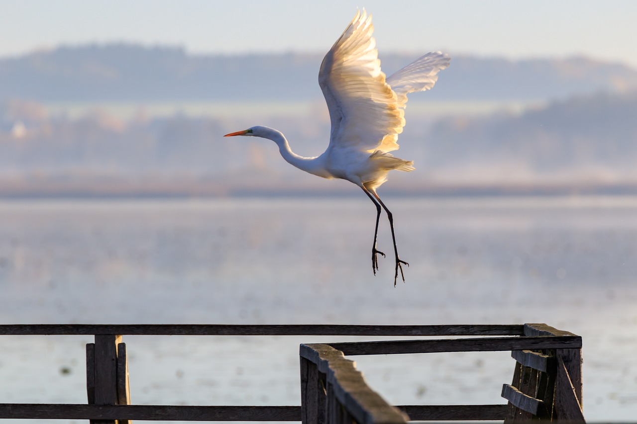 伊美開戰最新動態,全球關注下的焦點影響分析