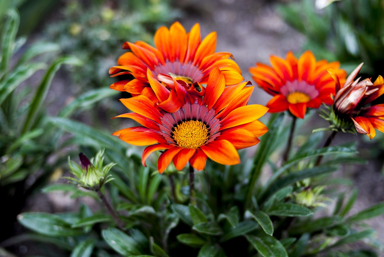 神雕戰神最新動態深度解析與最新消息