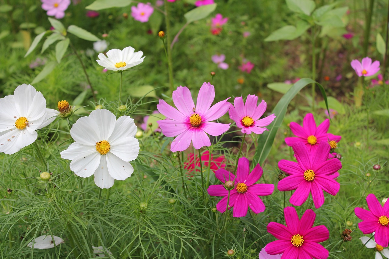 早安最新版,開啟美好一天的新起點