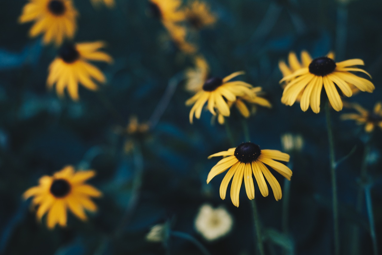 一花琴音最新,音樂與藝術的融合之美探索