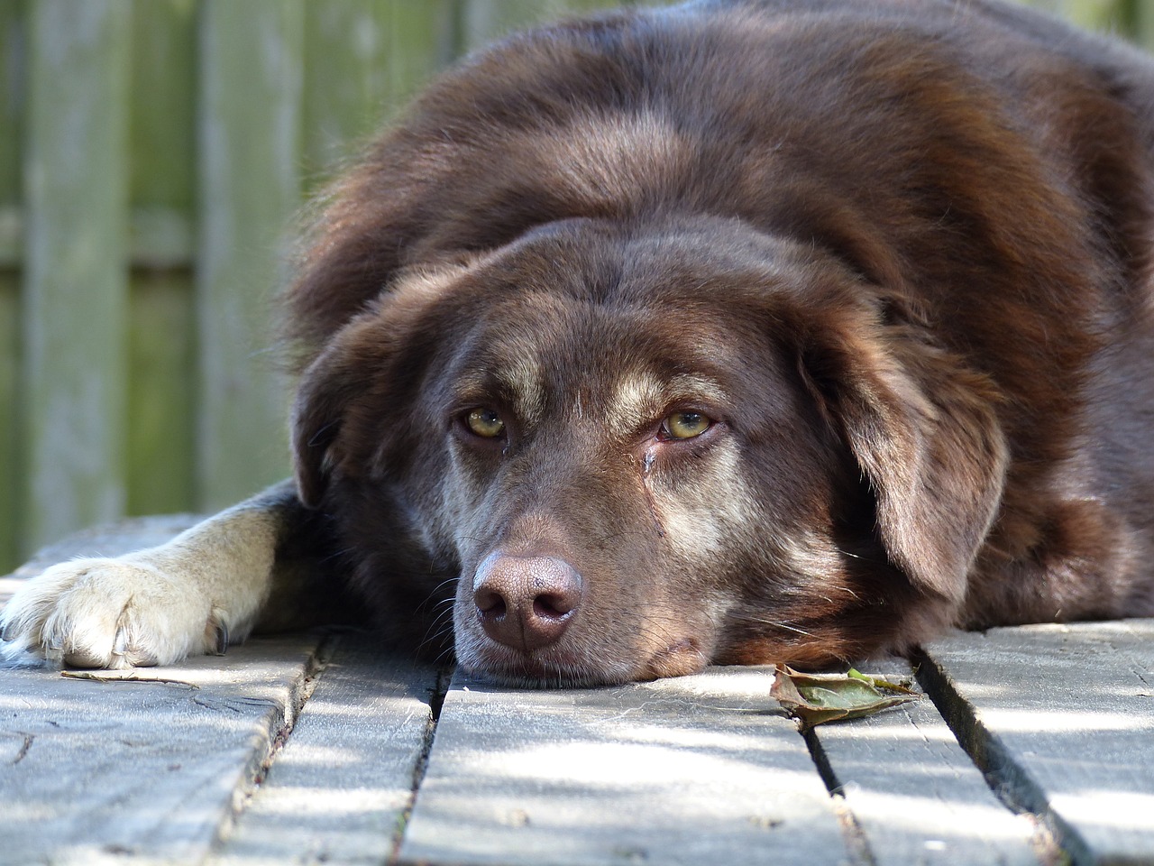 小狗最新版，技術革新與智能化生活的理想寵物伙伴