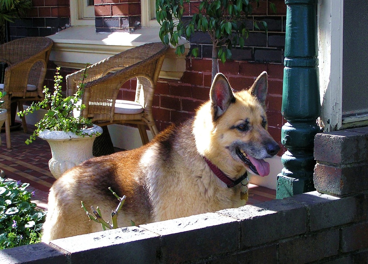 全球疫情觀察，疑似病例最新動態報道