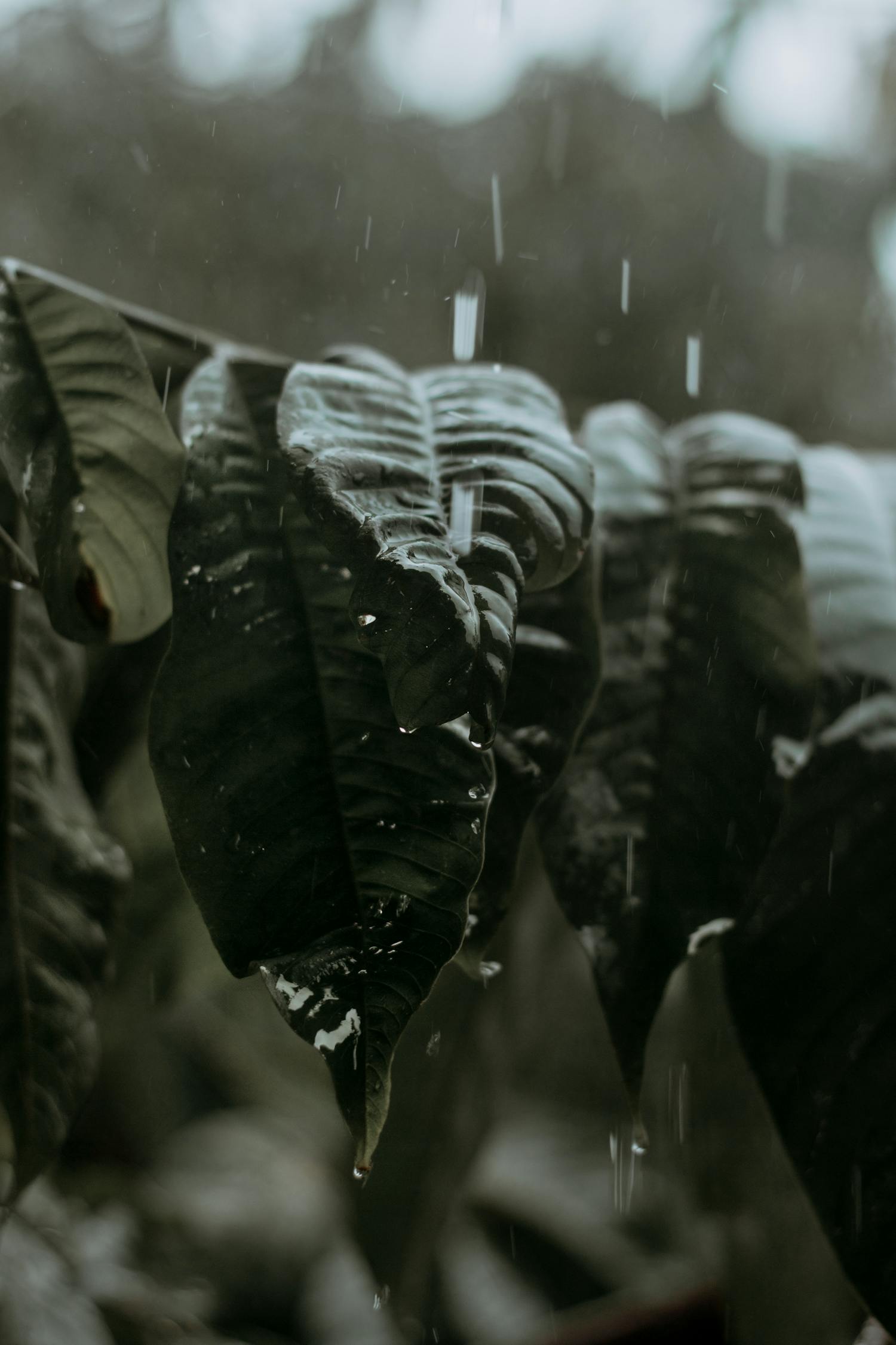 氣象預報最新動態深度解析及其影響探討