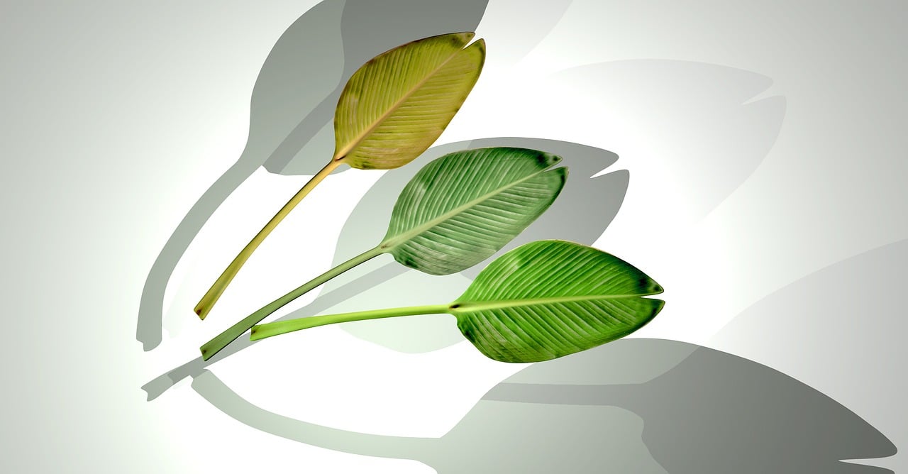 上海漫展最新動態，探索二次元世界的前沿之旅