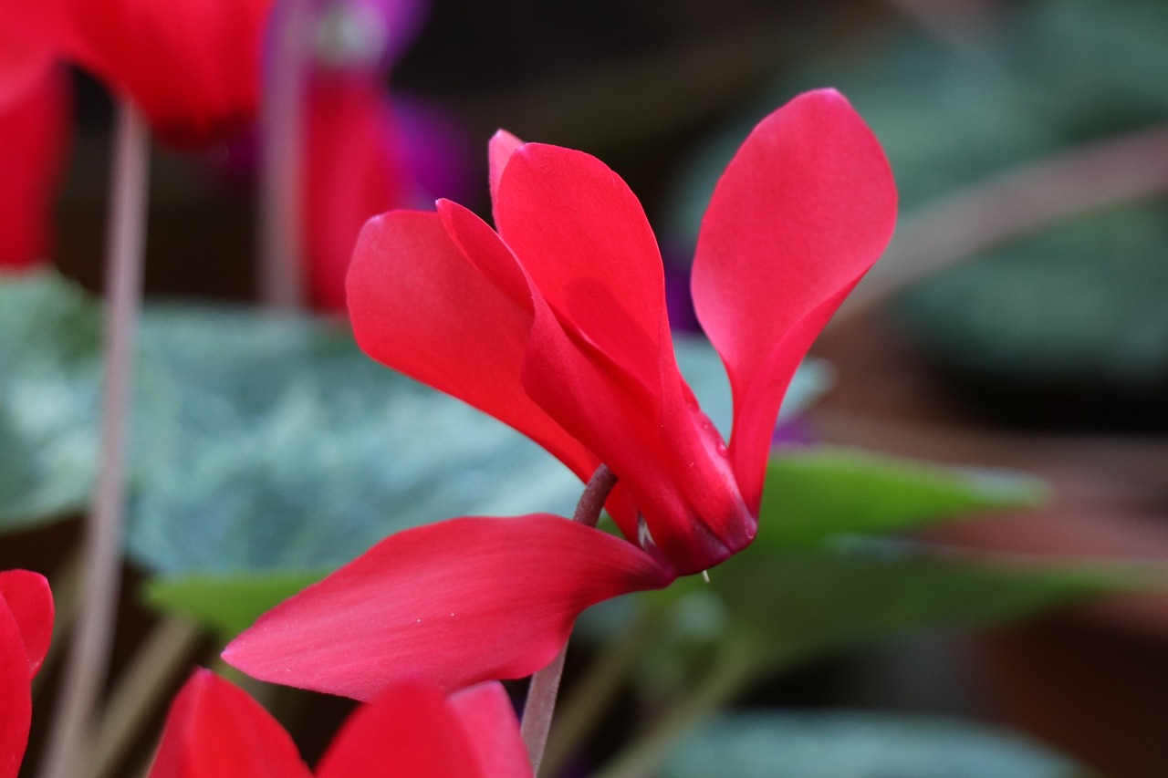 探索現(xiàn)代精神健康治療新領(lǐng)域，瘋?cè)嗽鹤钚聞討B(tài)速遞