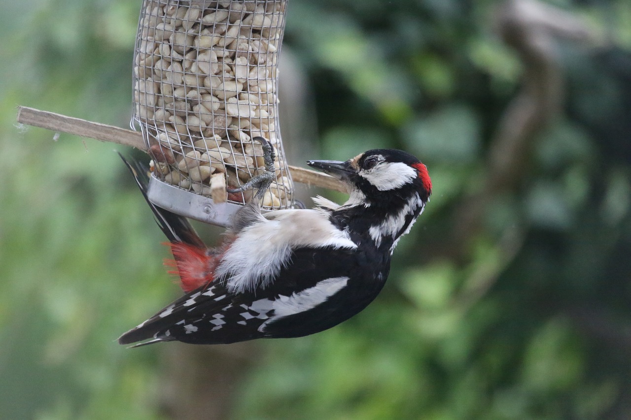 瓜吉組最新動態，揭示最新進展與深遠影響