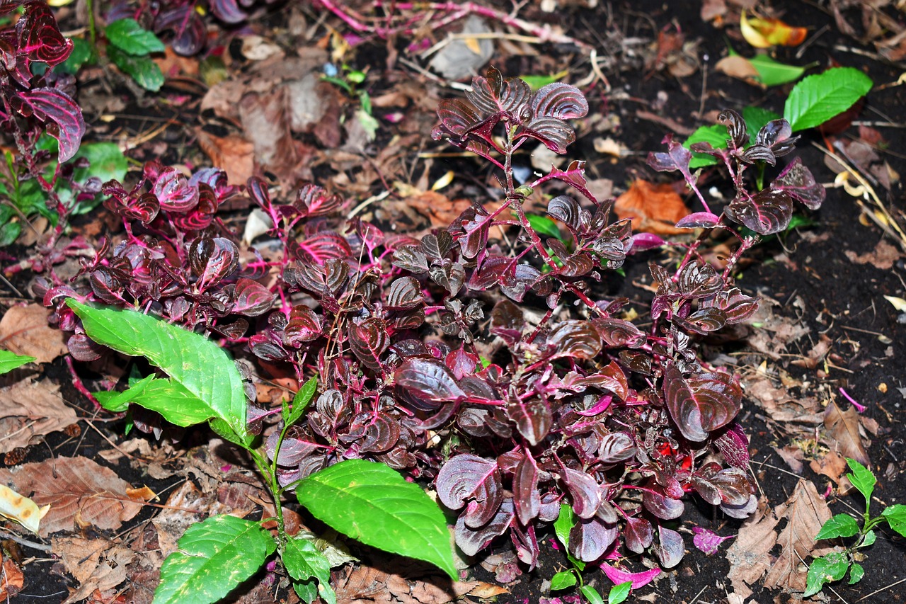 最新臺風強度分析與防范策略，幾級臺風的最新動態及影響評估