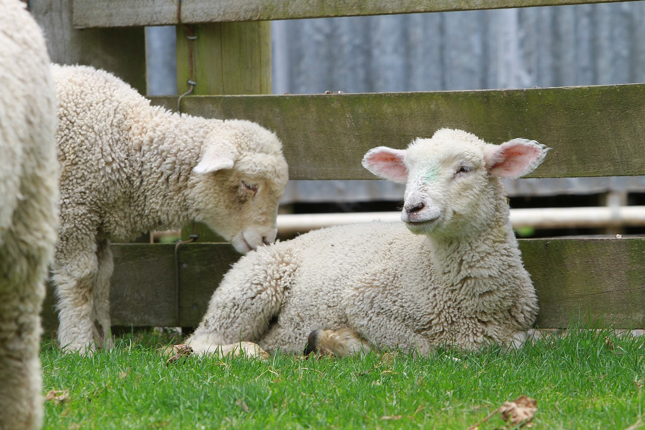 雞最新病毒，了解、預防與應(yīng)對措施