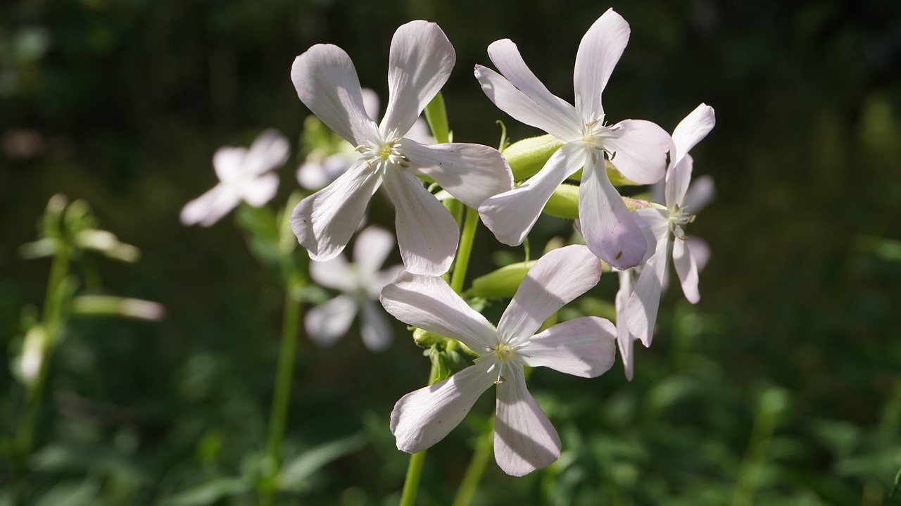 超品戰神最新動態與深度解析揭秘