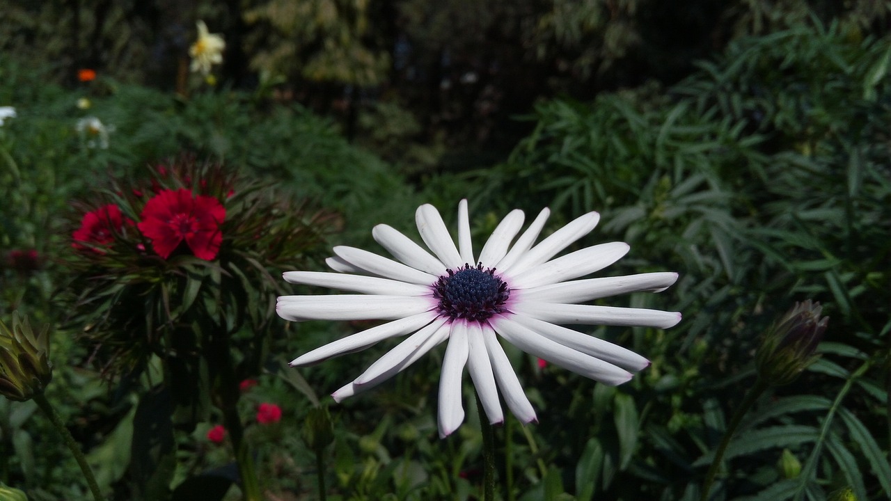 自然之美的瞬間定格,最新花草圖欣賞