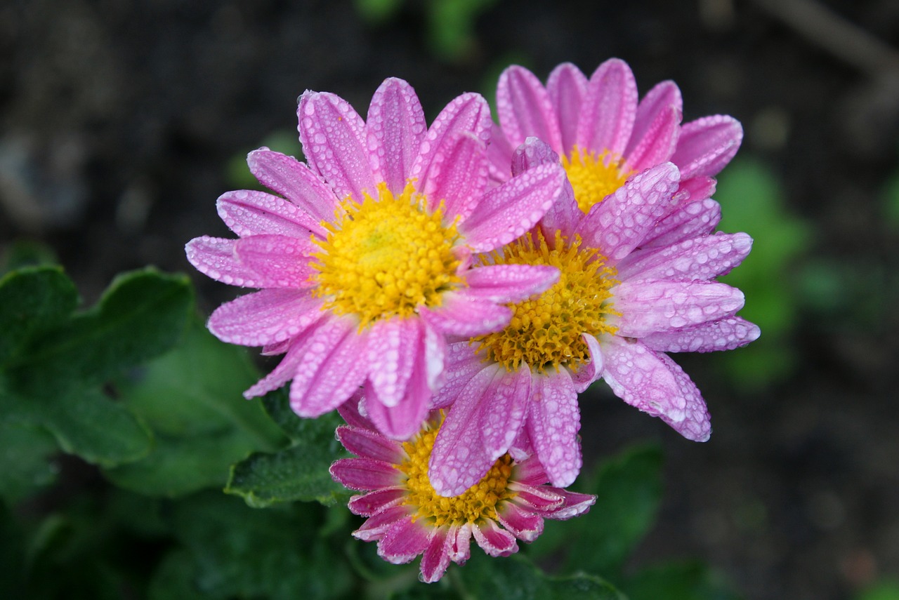 自然之美的瞬間定格,最新花草圖欣賞