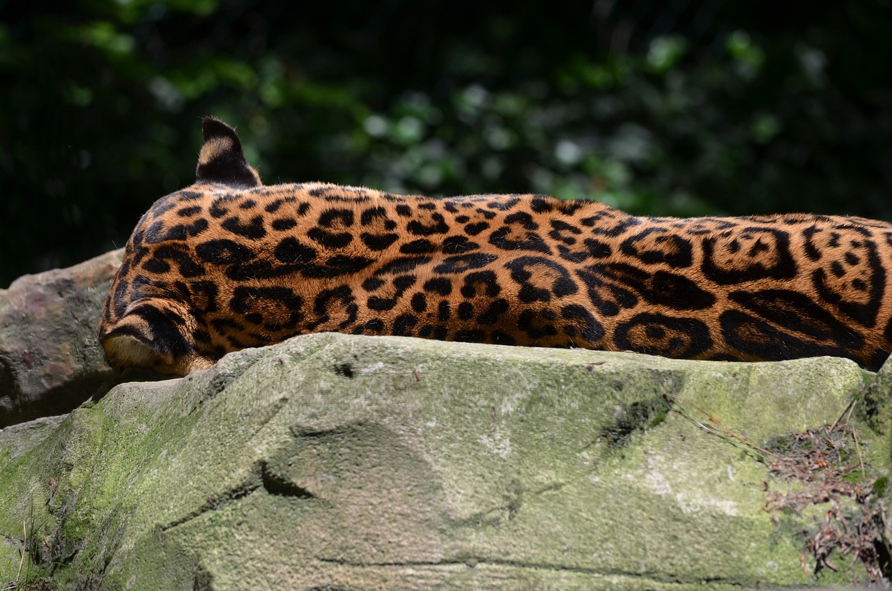 探索最新四虎首頁，最新資訊與發現集結地