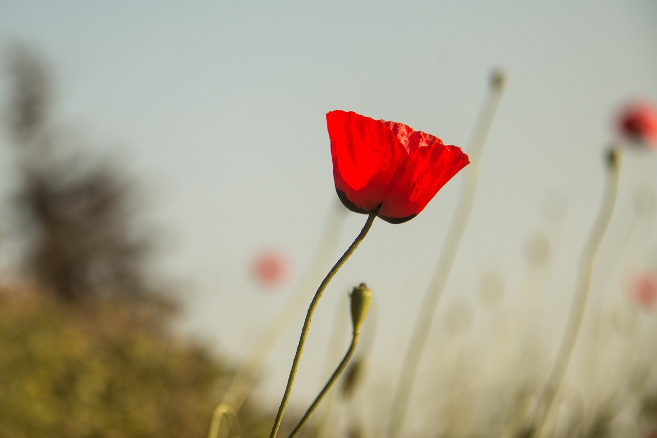 澳洲疫情最新動態,挑戰、應對策略全解析