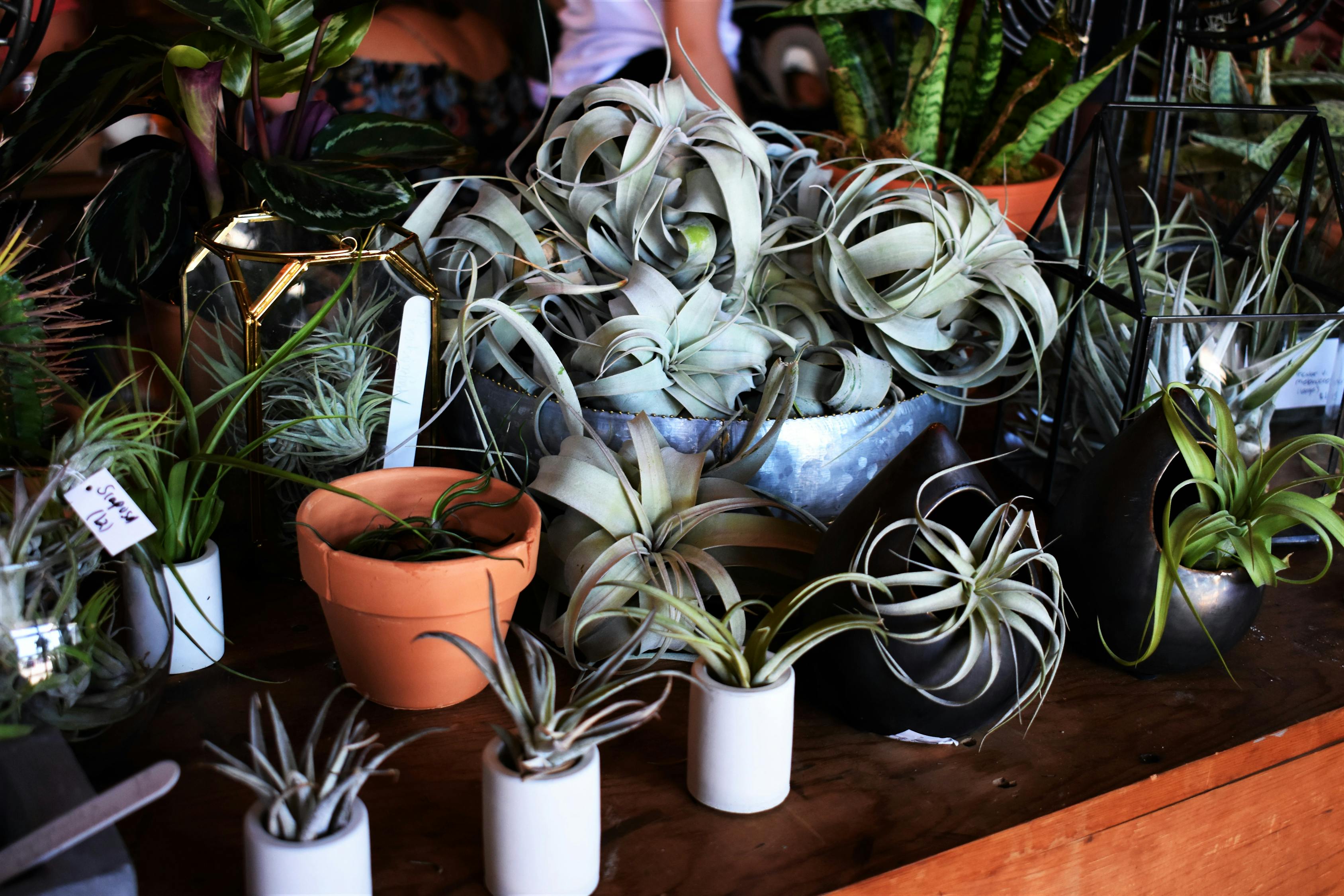 田村卡最新動態，引領鄉村數字化新潮趨勢