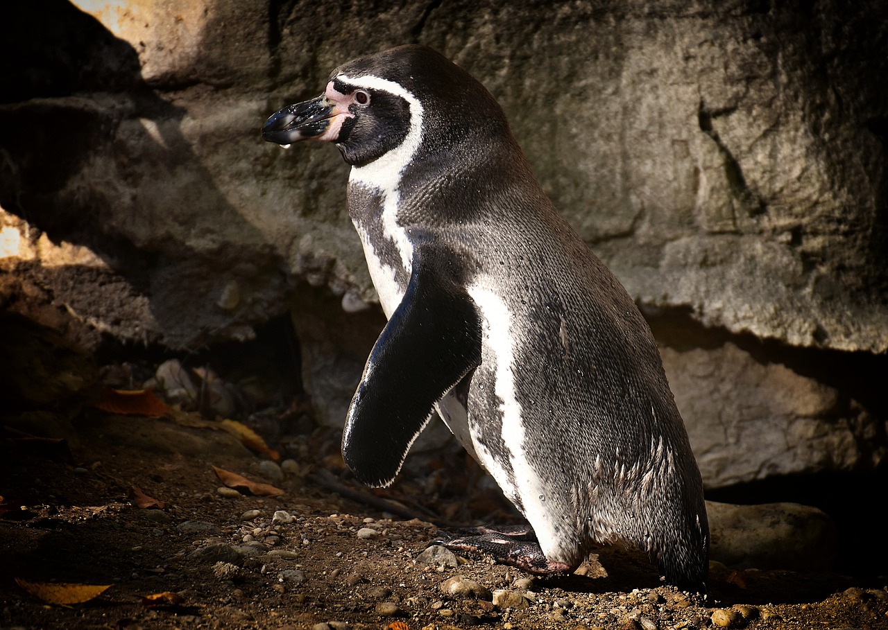 動物世界最新探索,未知奧秘與驚喜連連揭秘