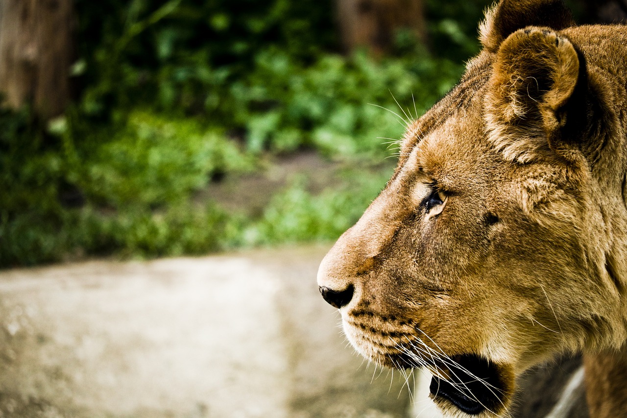 動物世界最新探索,未知奧秘與驚喜連連揭秘