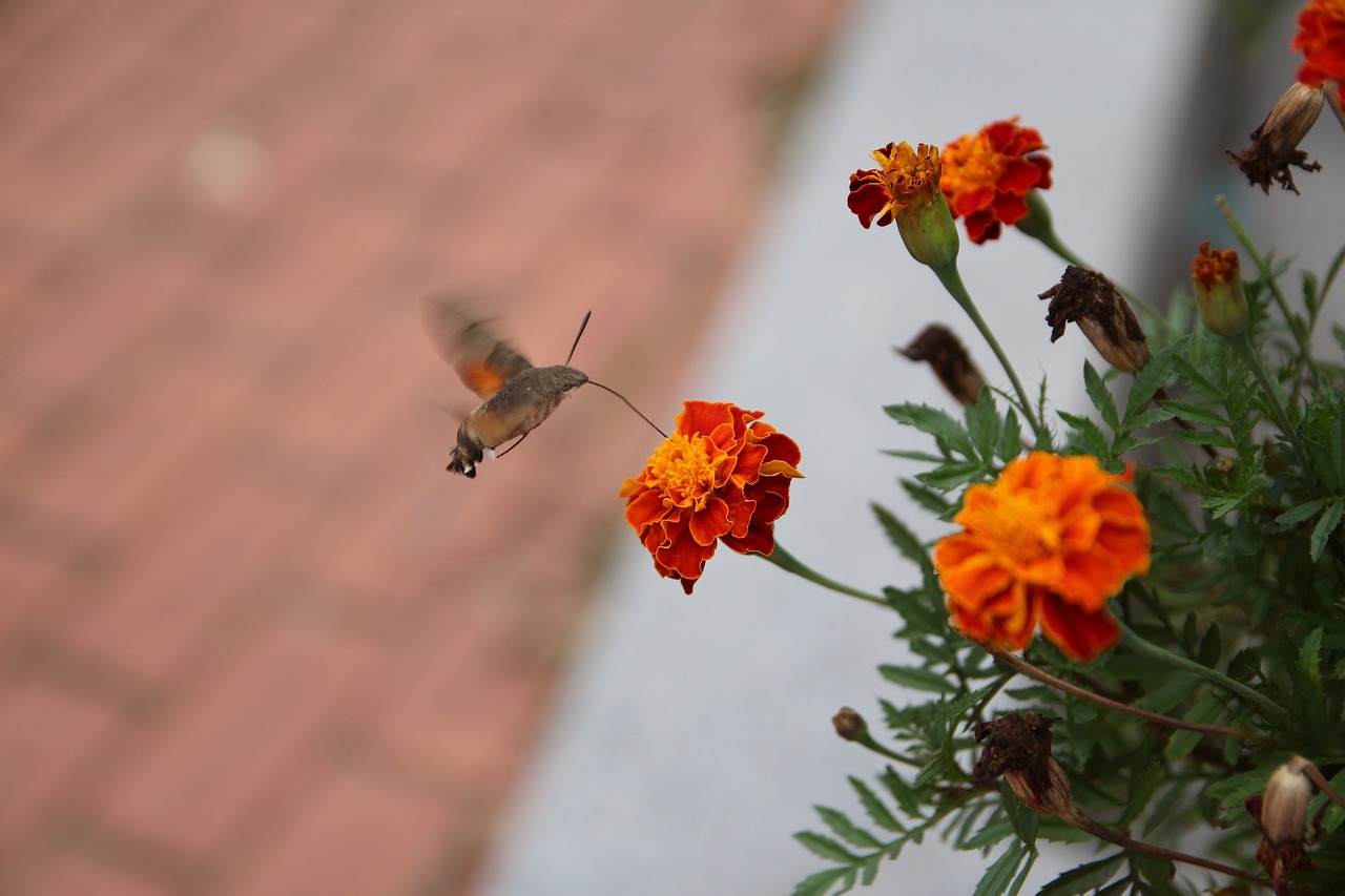 新奧彩294444cm-人面桃花256.009