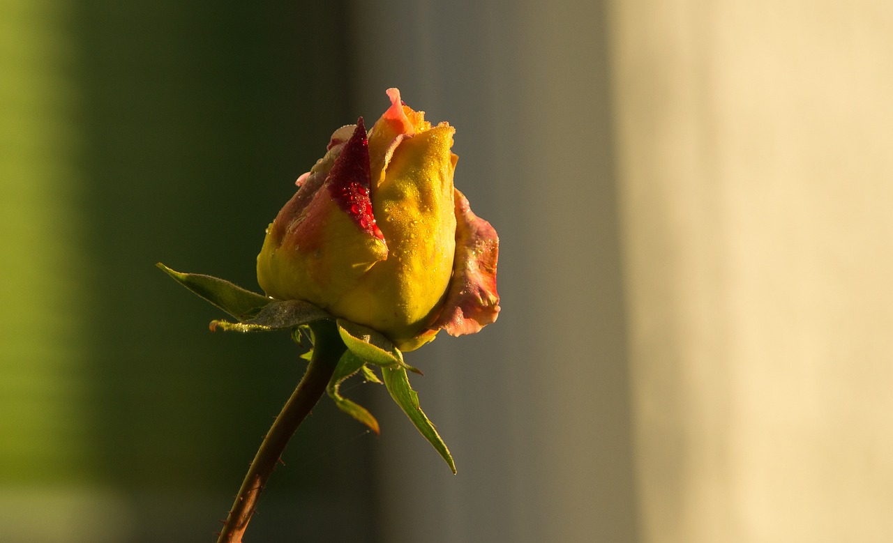驢友群最新動態(tài)探索未知美景,共享美好時光