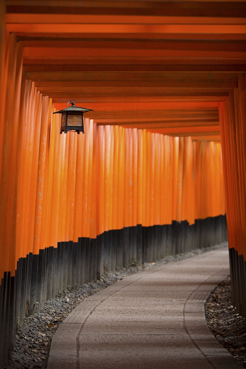 小熊貓最新動態(tài)探索與研究報告