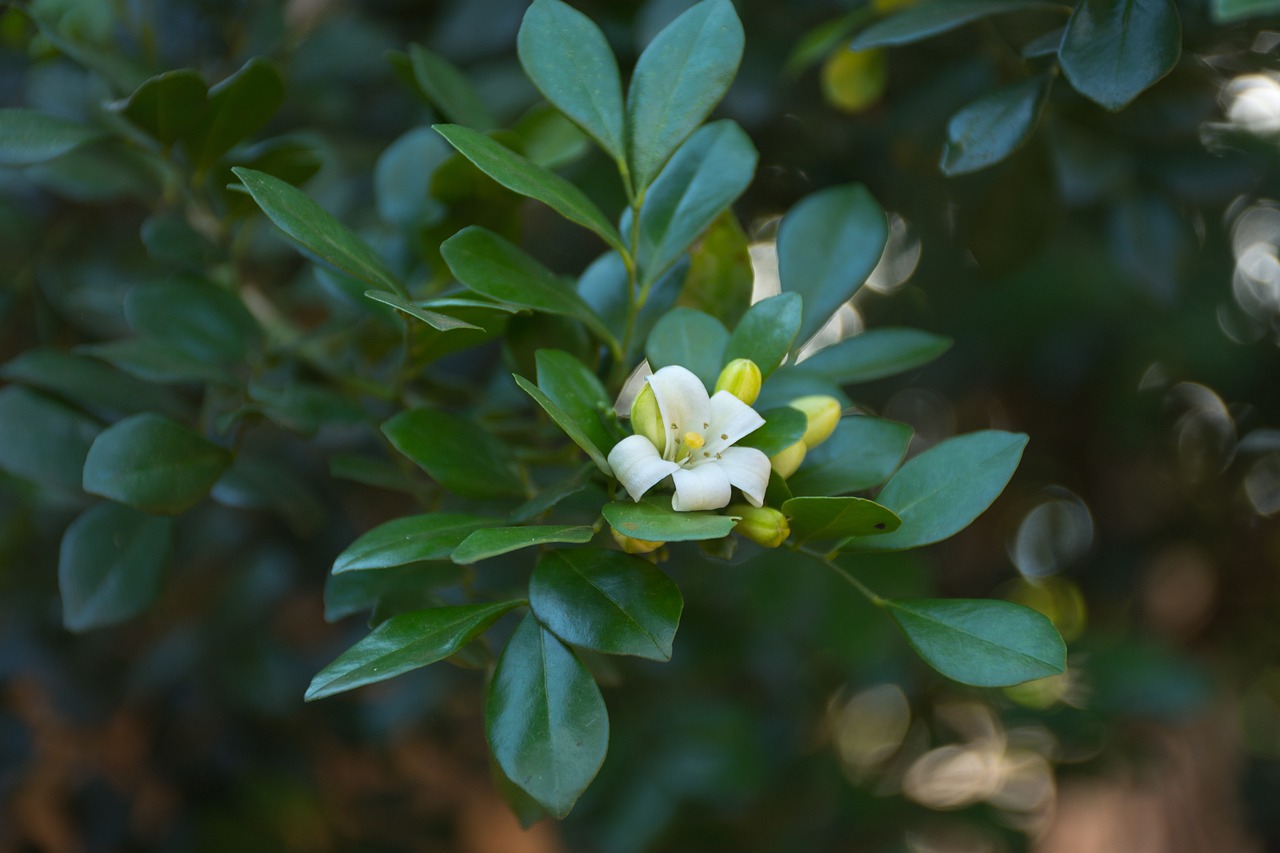 本溪最新疫情隔離措施及動態更新