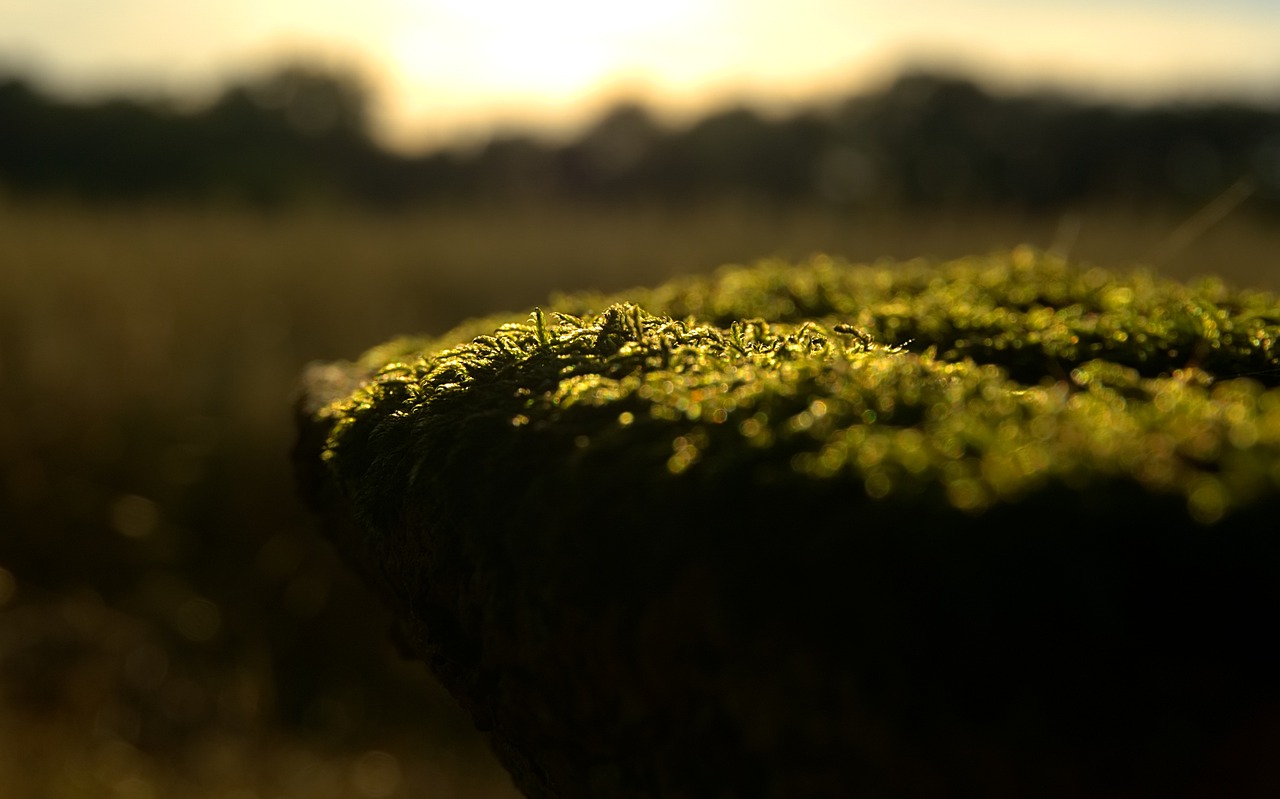 最新年伊始展望與期待,新的開始,新的期待