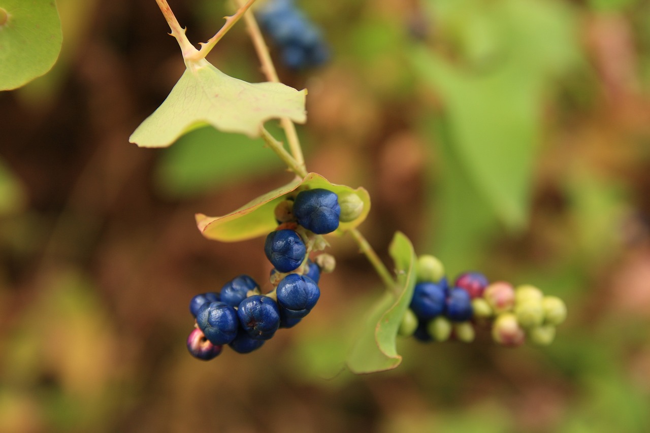 王者神婿最新動態,榮耀之路波瀾再起