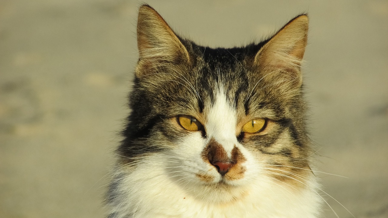 關于快貓最新版本的探討與解析