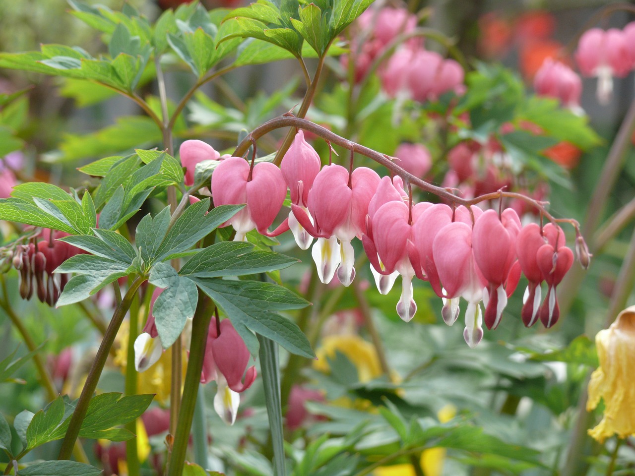 許某馨最新動態，成長軌跡與未來展望