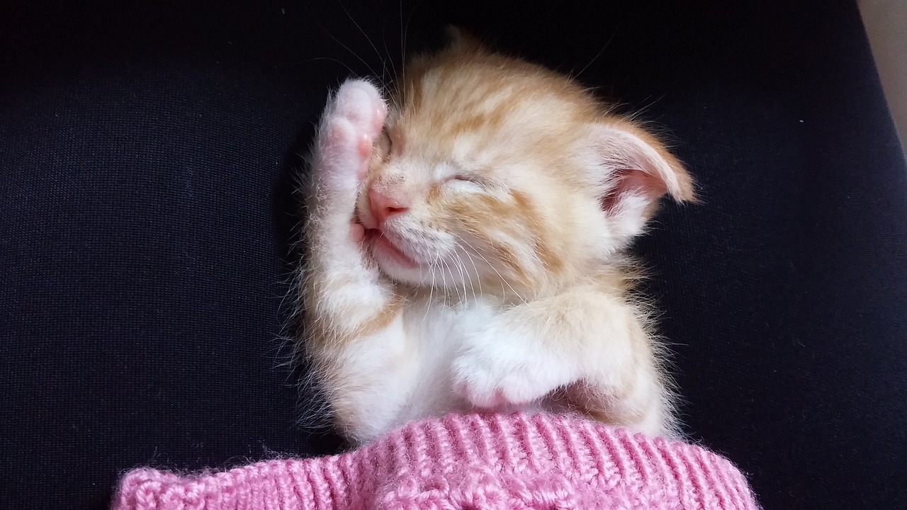 小歪最新解說動態，游戲世界新潮流的深度剖析