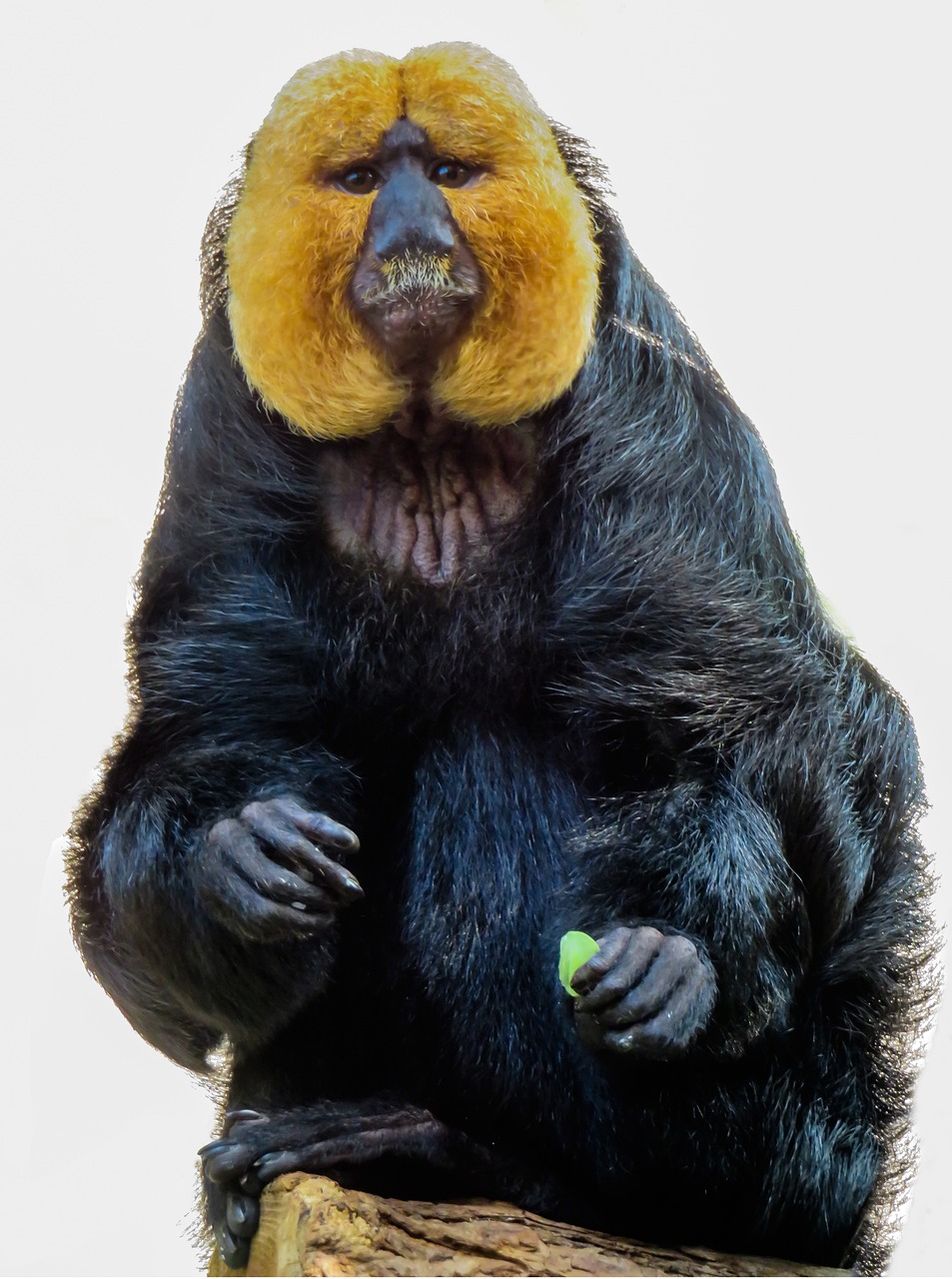 7777788888精準(zhǔn)一肖：本期推薦狗、狗、狗、猴