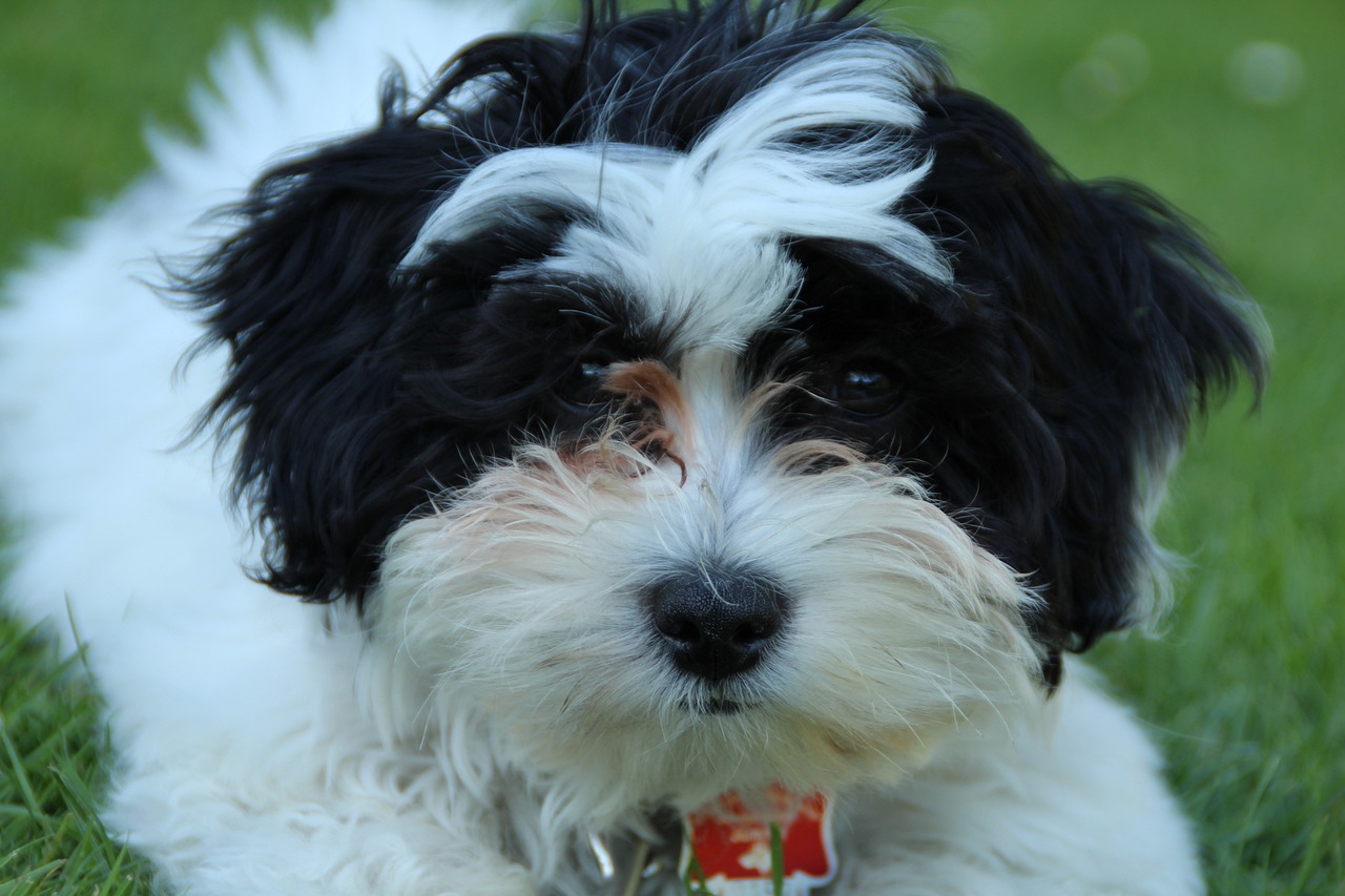 2025澳門資料大全免費(fèi)：本期推薦虎、狗、牛、雞