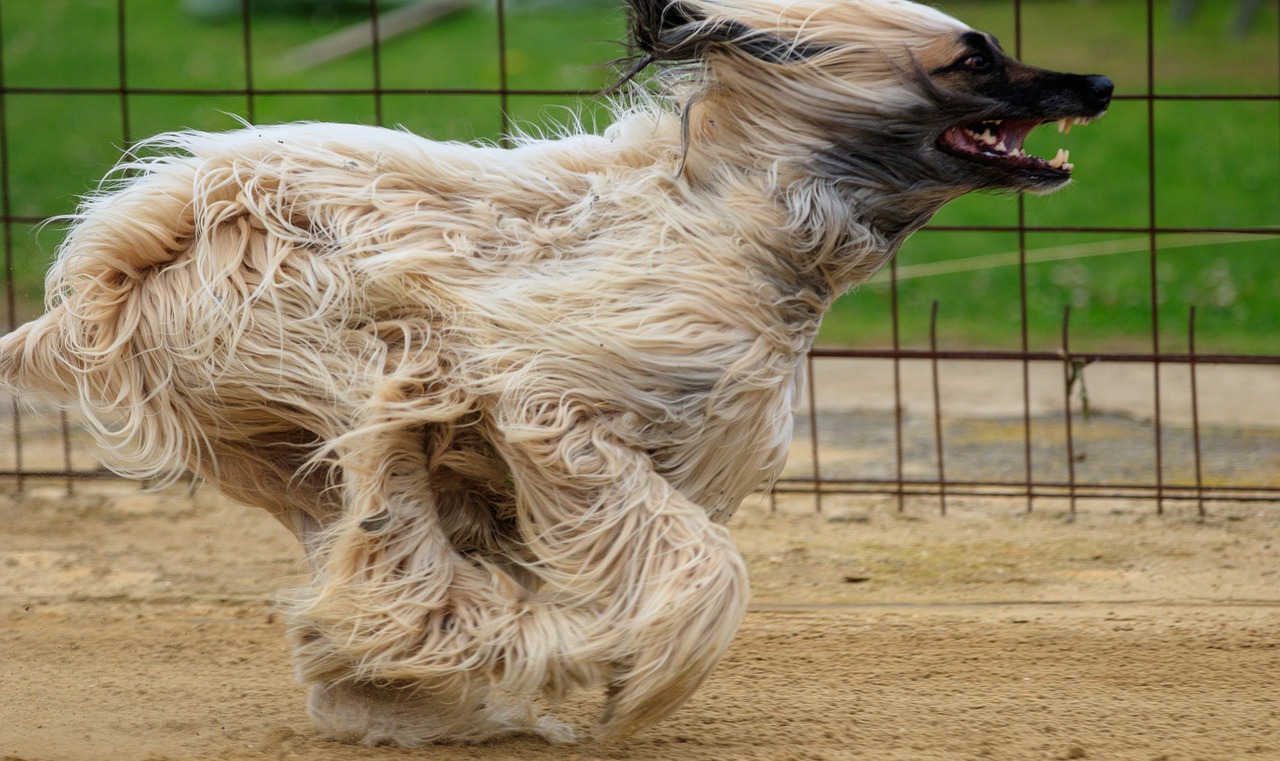 澳門特馬網(wǎng)站www：本期推薦馬、羊、猴、狗