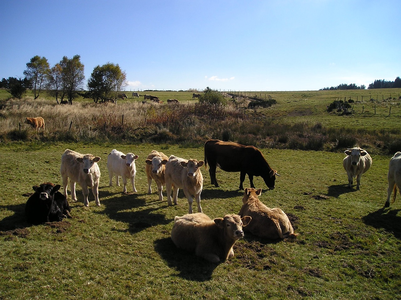 澳門管家婆100%精準:本期推薦龍、羊、鼠、牛