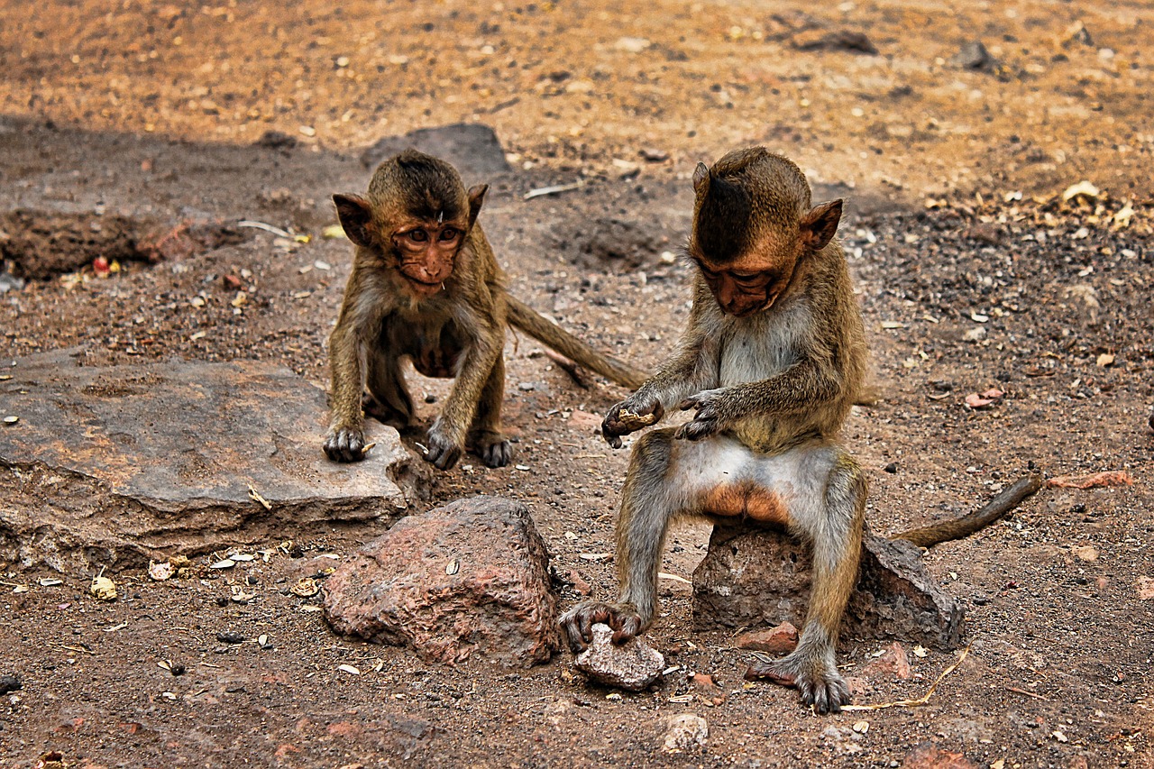 澳門一碼一特一中準選今晚：本期推薦狗、龍、龍、猴