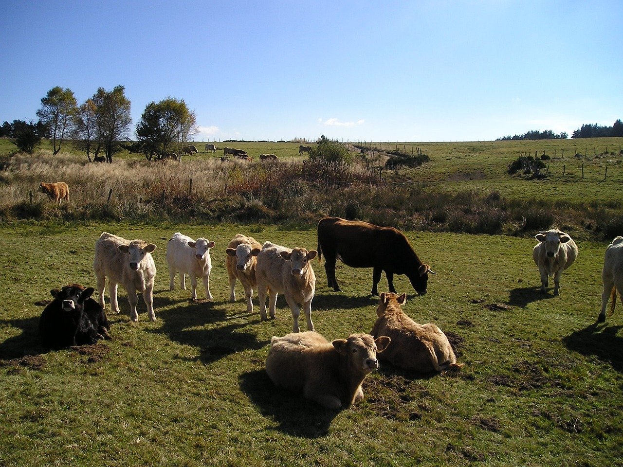 新澳門一肖一特一中:兔、牛、虎、虎中