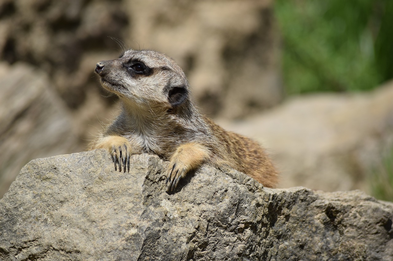 2024新門最準最快資料：本期推薦龍、龍、狗、蛇