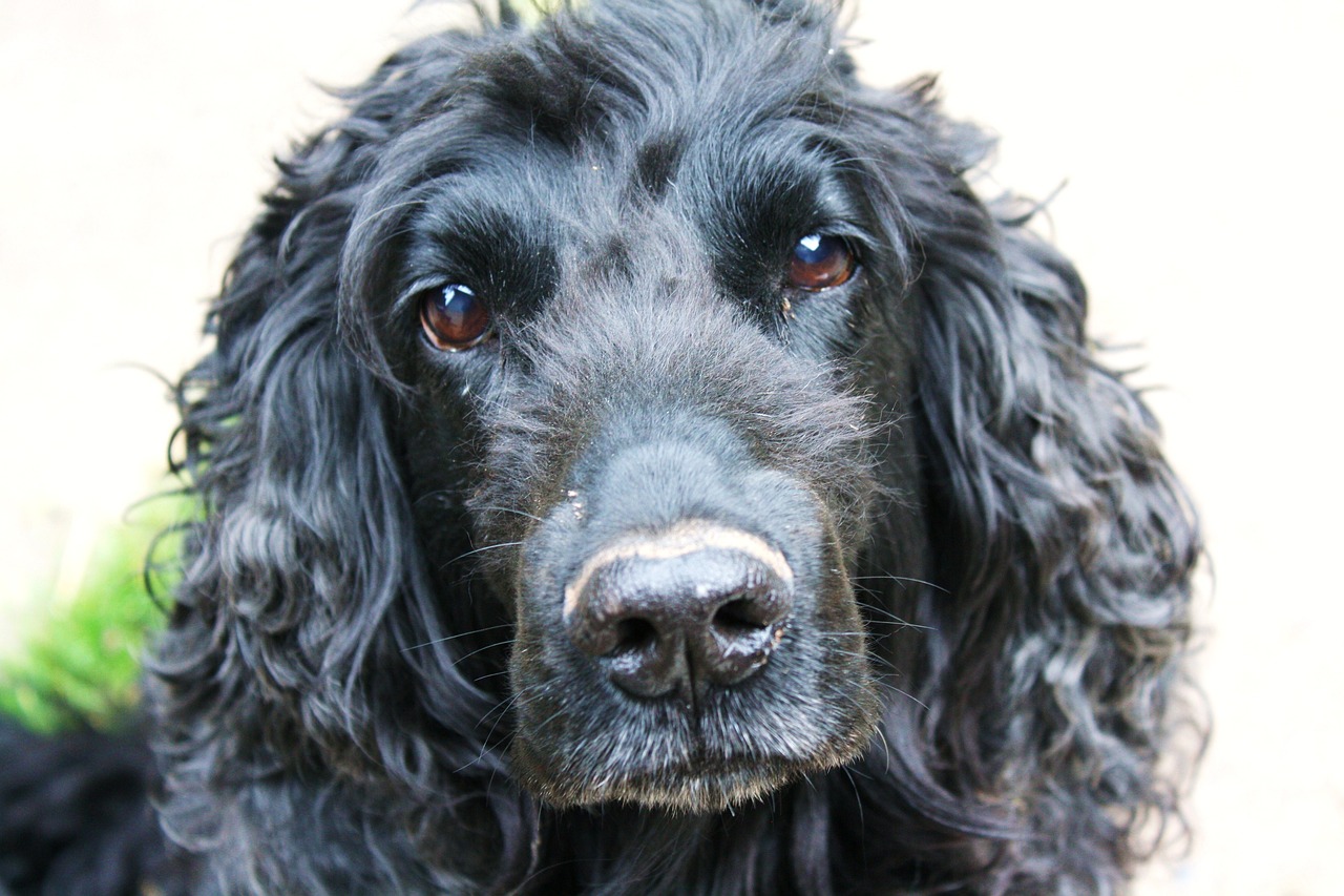 2024年正版資料免費(fèi)大全中特：本期推薦狗、豬、狗、豬