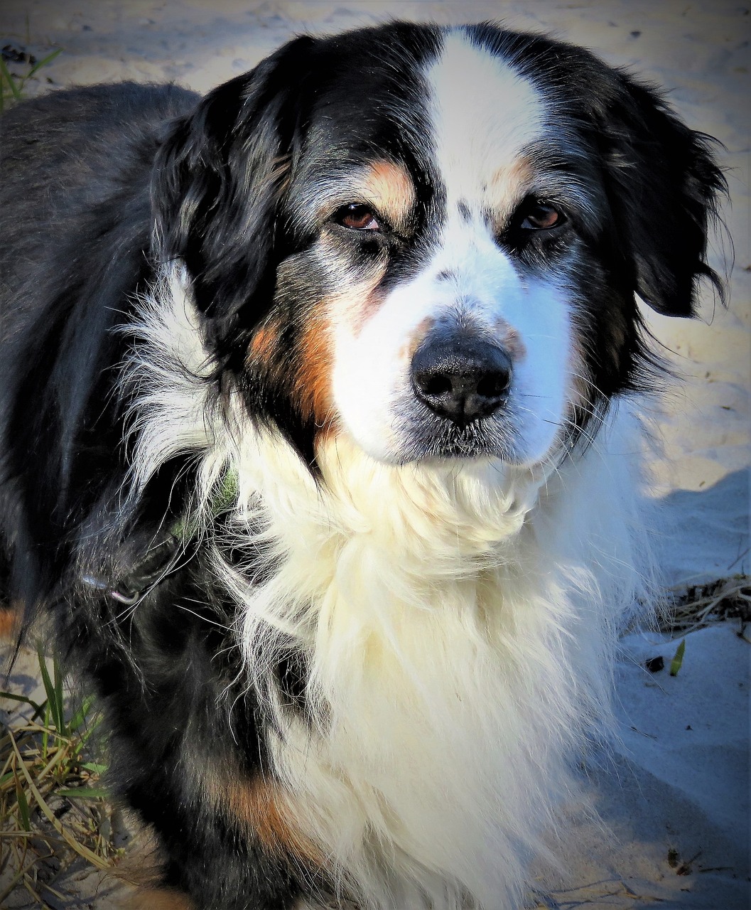 新澳2024今晚開獎資料四不像：24-4-7-7-32-31T：40