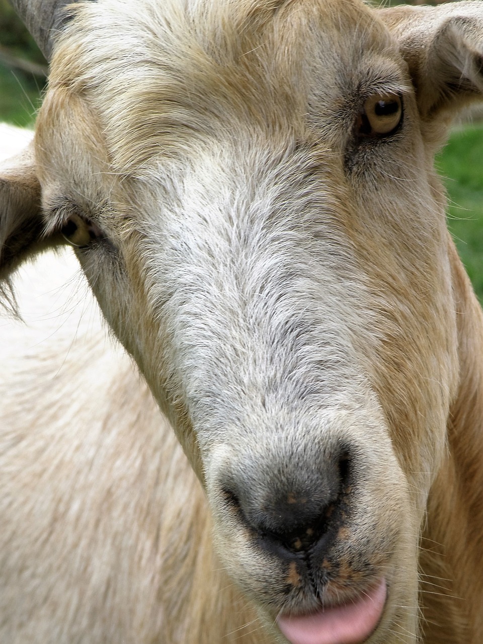 2024年澳門精準免費大全：本期推薦狗、鼠、羊、龍