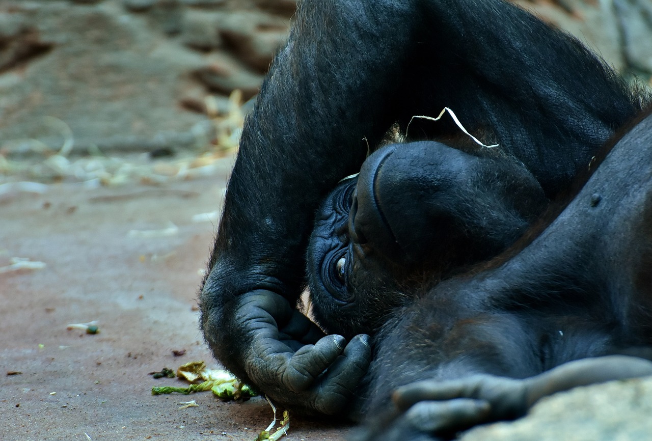 新澳最精最準正版免費結：牛、猴、馬、猴中