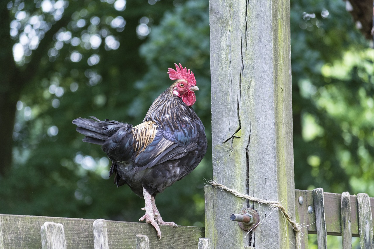 澳門管家婆100中：本期推薦雞、豬、狗、馬