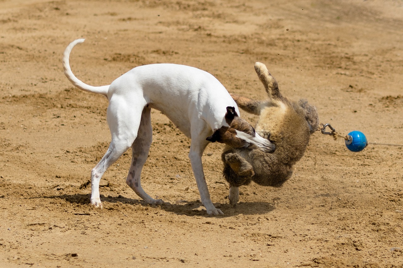 7777788888新版跑狗：本期推薦蛇、馬、牛、虎
