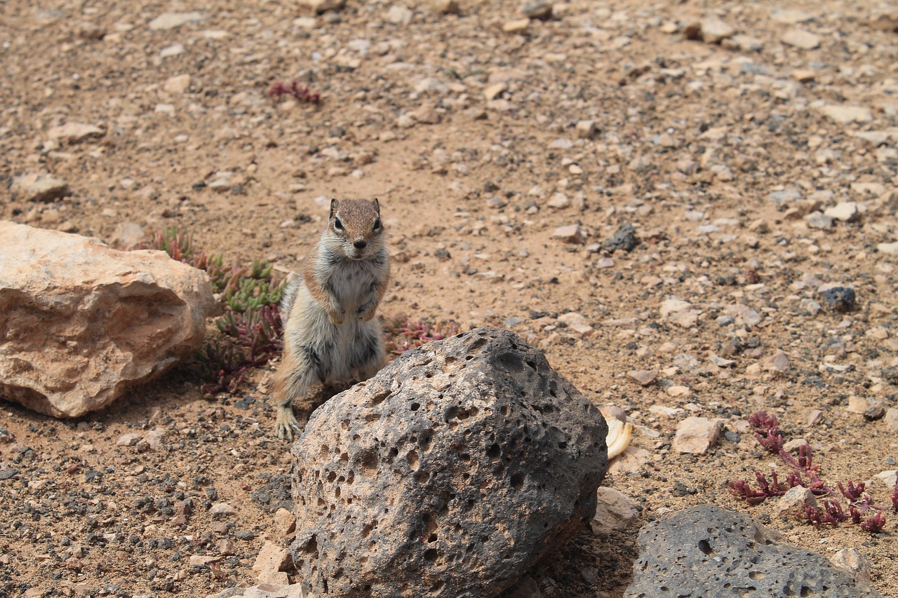 2024管家婆精準免費治療：豬、鼠、豬、雞中