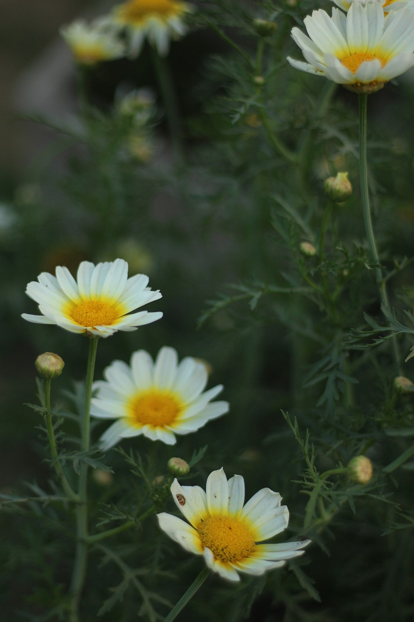 武契奇最新動態，政治生涯新篇章與挑戰揭秘